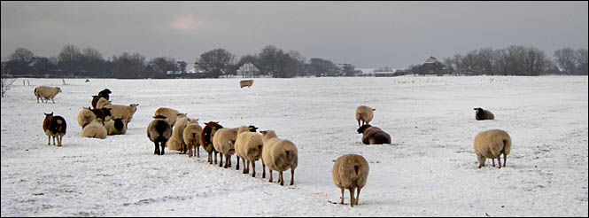 Schafe bei Vollerwiek, © 2010 Juergen Kullmann