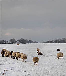 Schafe im Schnee, © 2011 Jürgen Kullmann