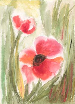 Mohn, © H. Vogt-Kullmann