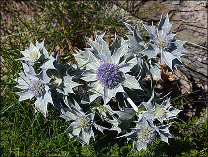 Blühende Stranddistel, © Jürgen Kullmann