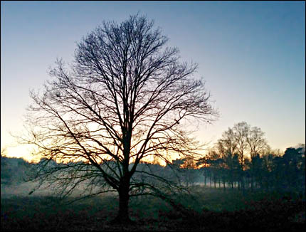 Baum in der Wildeshauser Geest © 2010 Hildegard Vogt- Kullmann