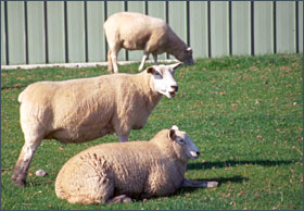Glückliche Schafe, © 2007 Volker Schmidt