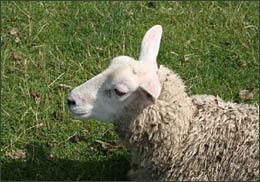 Schaf auf dem Weg zur Hamburger Hallig, © 2006 Voker Schmidt