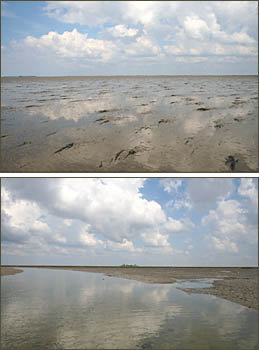 Im Watt vor der Hamburger Hallig, © 2006 Volker Schmidt