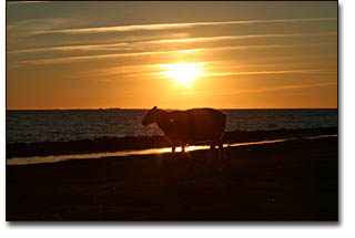 Sonnenuntergang auf der Hamburger Hallig, © 2006 Volker Schmidt