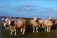 Schafe am Karolinenkoog, Dithmarschen. © 2000 Juergen Kullmann