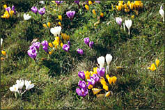 Krokusse am Hafen Toenning, © 2006 Juergen Kullmann