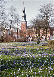 Krokusse im Tönninger Schlossgarten