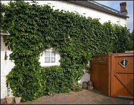 Wilder Wein an der Wand der Ferienwohnung, © 2010 Juergen Kullmann